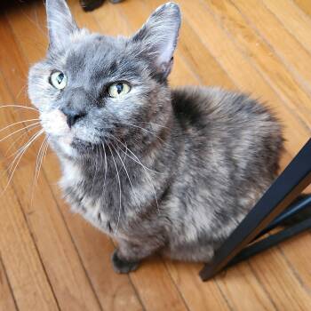 MADDIE- Soft & Cuddly -  Dilute Tortoiseshell Cat for Adoption in New York, New York - MADDIE- Soft & Cuddly | PetCurious