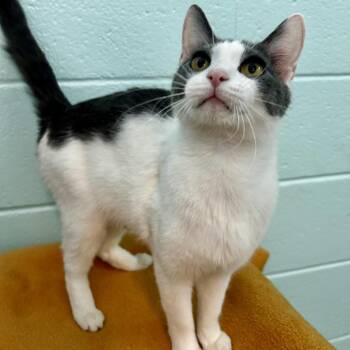 Delulu -  Domestic Short Hair and Mixed Breed Cat for Adoption in Spruce Pine, North Carolina - Delulu | PetCurious