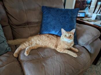 Kyle Good-Looking -  Domestic Long Hair and Tabby Cat for Adoption in Chandler, Arizona - Kyle Good-Looking | PetCurious