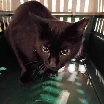 Sorrengail -  Domestic Short Hair Cat for Adoption in Lynchburg, Virginia - Sorrengail | PetCurious