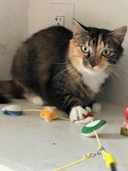 Rescue Domestic Short Hair Cats for Adoption in Albany, New York - Peach | PetCurious