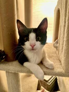 Pompadour -  Tuxedo Cat for Adoption in New York, New York - Pompadour | PetCurious