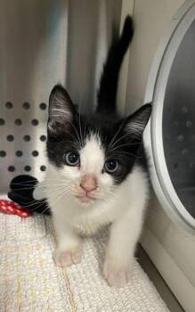 Domestic Short Hair Cats Available for Adoption in Jackson, Michigan - Sun | PetCurious