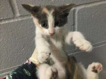 Domestic Short Hair Cats Available for Adoption in Thousand Palms, California - KIKI | PetCurious