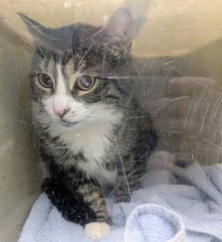 CIARA -  Domestic Short Hair Cat Available for Adoption in Kent, Washington - CIARA | PetCurious