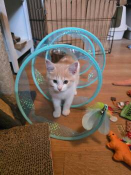 Duffy -  Domestic Short Hair Cat for Adoption in Plain City, Ohio - Duffy | PetCurious