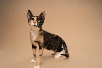 Claudia -  Domestic Short Hair Cat for Adoption in Fort Worth, Texas - Claudia | PetCurious
