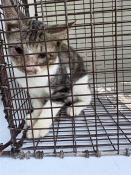 A660797 -  Domestic Short Hair Cat for Adoption in Houston, Texas - A660797 | PetCurious