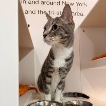 Garrett -  Domestic Short Hair Cat for Adoption in New York, New York - Garrett | PetCurious
