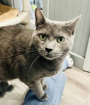 Domestic Short Hair Cats Available for Adoption in Savannah, Georgia - Stud Muffin (Bonded W/Fancy Pants) | PetCurious