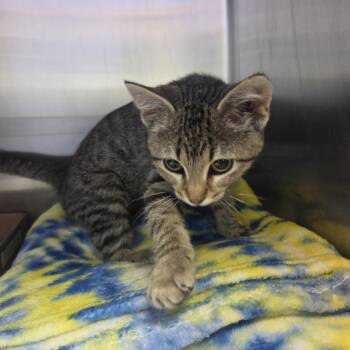 Boggly-Boo -  Domestic Short Hair Cat for Adoption in Brookings, South Dakota - Boggly-Boo | PetCurious