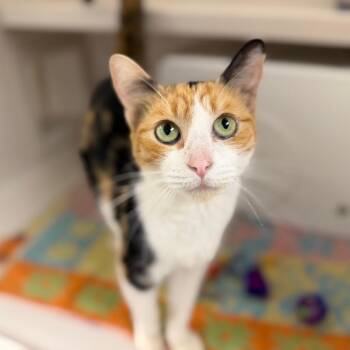 Darlene -  Domestic Short Hair Cat for Adoption in Sarasota, Florida - Darlene | PetCurious