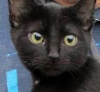 Rescue Bombay and Domestic Short Hair Cats for Adoption in Paris, Kentucky - Prancer | PetCurious