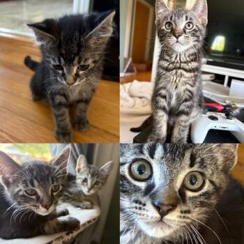 THX -  Tabby Cat for Adoption in Wyandotte, Michigan - THX | PetCurious