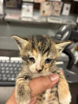 Rescue Domestic Short Hair Cats for Adoption in Stockton, California - BIRDIE | PetCurious