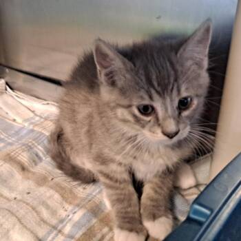 Domestic Short Hair Cats Available for Adoption in Rock Falls, Illinois - Thistle | PetCurious