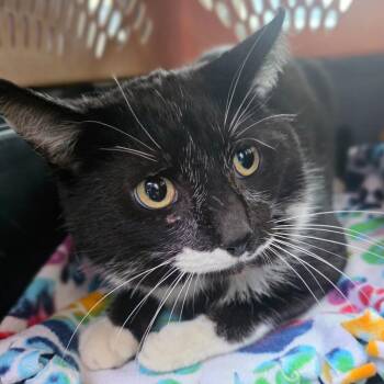 Domestic Short Hair Cats Available for Adoption in New Cumberland, West Virginia - Barley | PetCurious