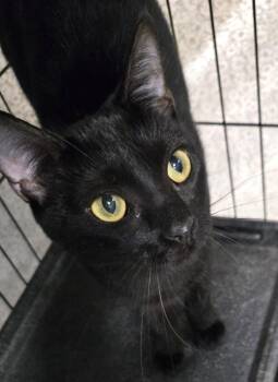 McKenzie -  Domestic Short Hair Cat for Adoption in Mokena, Illinois - McKenzie | PetCurious