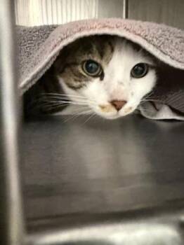 Oscar -  Domestic Short Hair Cat for Adoption in Fallston, Maryland - Oscar | PetCurious