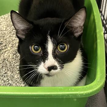 Domestic Short Hair Cats Available for Adoption - Pandora 0083 | PetCurious