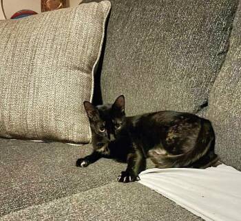 Domestic Short Hair Cats Available for Adoption in Wendell, North Carolina - Koko | PetCurious