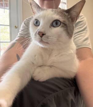 Starlight -  Domestic Short Hair Cat for Adoption in Alexandria, Virginia - Starlight | PetCurious