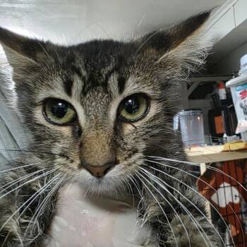 Yuki -  Domestic Medium Hair Cat for Adoption in Sioux Falls, South Dakota - Yuki | PetCurious
