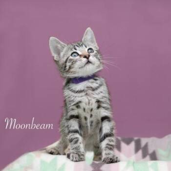 Moonbeam -  Domestic Short Hair Cat for Adoption in Parma, Ohio - Moonbeam | PetCurious