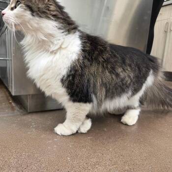 Domestic Short Hair Cats Available for Adoption in Chattanooga, Tennessee - Macy | PetCurious