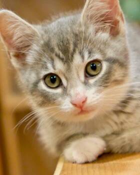 Darma -  Domestic Short Hair Cat for Adoption in Novato, California - Darma | PetCurious