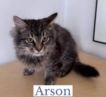 Domestic Long Hair Cats Available for Adoption - Arson | PetCurious