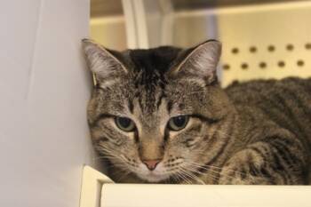 Rescue Domestic Short Hair Cats for Adoption in Kansas City, Missouri - Sugar Ray | PetCurious