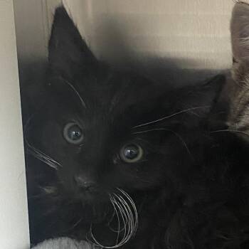 Domestic Short Hair Cats Available for Adoption in Cedaredge, Colorado - Everest | PetCurious