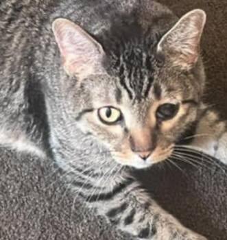 Dimitri -  Domestic Short Hair Cat for Adoption in Cincinnati, Ohio - Dimitri | PetCurious