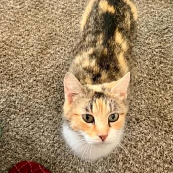 Christine -  Domestic Short Hair Cat for Adoption in Lexington, Kentucky - Christine | PetCurious