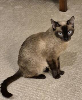 Lauren -  Siamese Cat for Adoption in Burnaby, British Columbia - Lauren | PetCurious