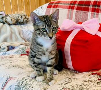 Domestic Short Hair Cats Available for Adoption - Ollie Baby | PetCurious