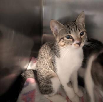 Star -  Domestic Short Hair Cat for Adoption in Cleveland, Tennessee - Star | PetCurious