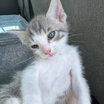 Starbucks -  Domestic Short Hair Cat for Adoption in Birmingham, Alabama - Starbucks | PetCurious