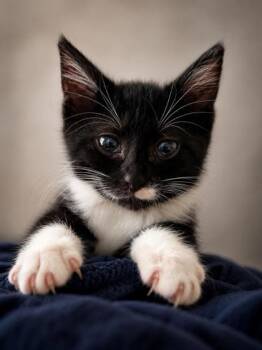 94140a Ruby- PetSmart Mt Pleasant -  Domestic Short Hair Cat for Adoption in North Charleston, South Carolina - 94140a Ruby- PetSmart Mt Pleasant | PetCurious