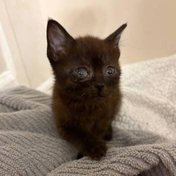 Squish -  Domestic Short Hair Cat for Adoption in Brownsboro, Alabama - Squish | PetCurious