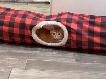 Rosetta -  Domestic Medium Hair Cat for Adoption in Tucson, Arizona - Rosetta | PetCurious