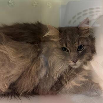 Domestic Long Hair Cats Available for Adoption in Bristol, Indiana - Mumford | PetCurious