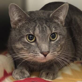 Domestic Short Hair Cats Available for Adoption in Pittsford, Vermont - Roo | PetCurious