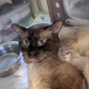Apollo -  Domestic Short Hair and Siamese Cat for Adoption in Buchanan Dam, Texas - Apollo | PetCurious