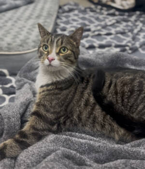 Rescue Domestic Short Hair Cats for Adoption in West Chester, Pennsylvania - Zack | PetCurious