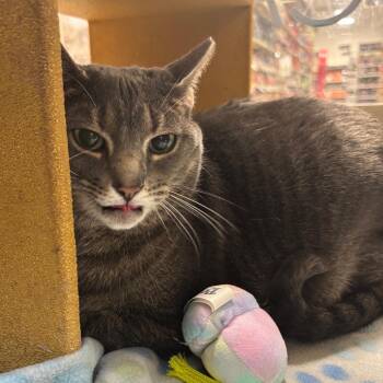 Domestic Short Hair Cats Available for Adoption - Sydney | PetCurious