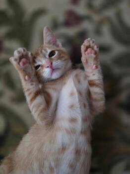 Willie -  Tabby Cat for Adoption in San Antonio, Texas - Willie | PetCurious