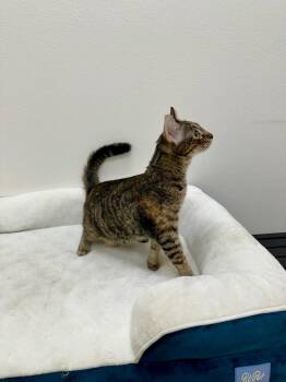 Marcia -  Domestic Short Hair Cat for Adoption in Newberg, Oregon - Marcia | PetCurious