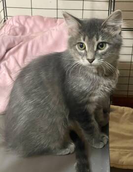 Rescue Domestic Long Hair Cats for Adoption in Lacon, Illinois - Bambi | PetCurious